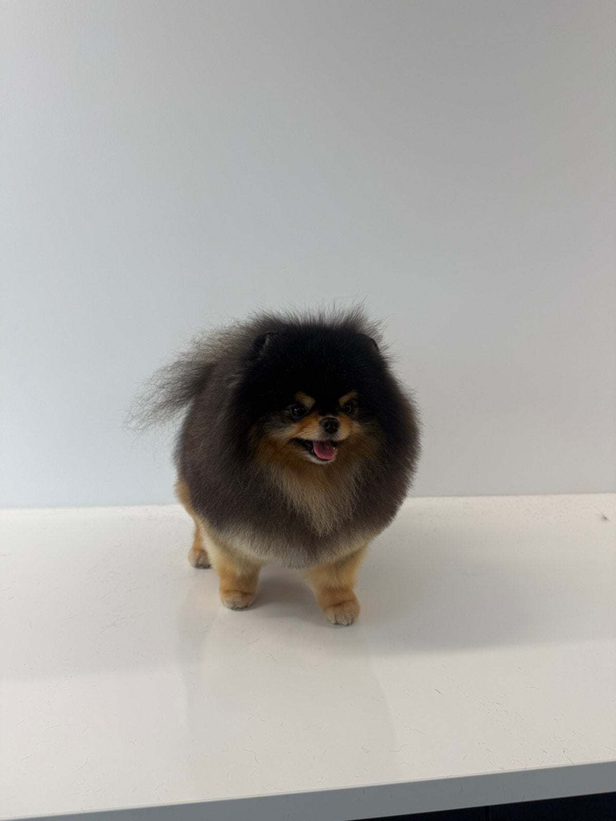 “Pomeranian / pomeriaan  Dekreu SM/CM & Patella getest, Reu, Eén hond, 3 tot 5 jaar, Nederland