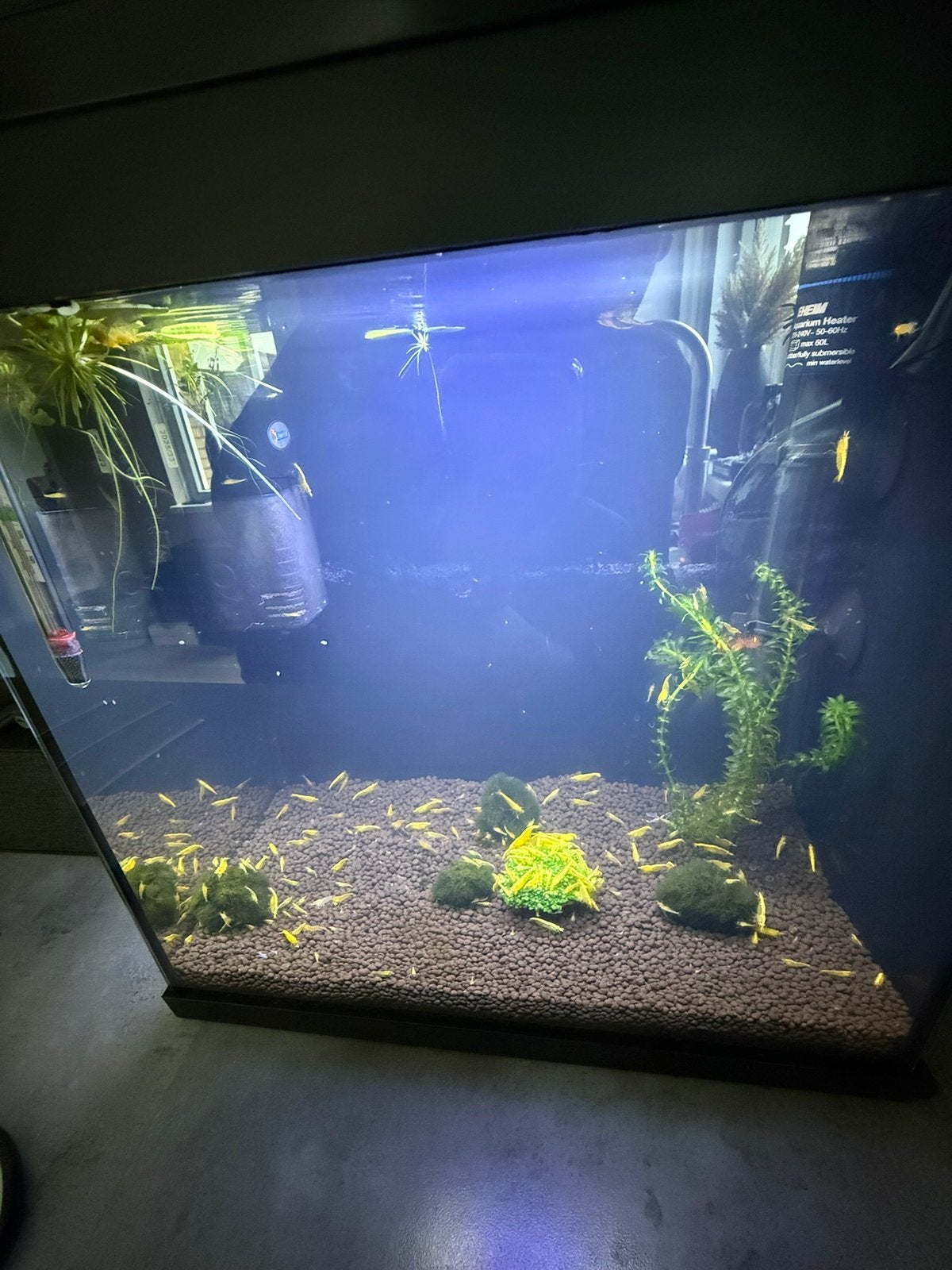 Te koop gele garnalen, Ophalen, Zo goed als nieuw, Plant(en), Steen of Hout