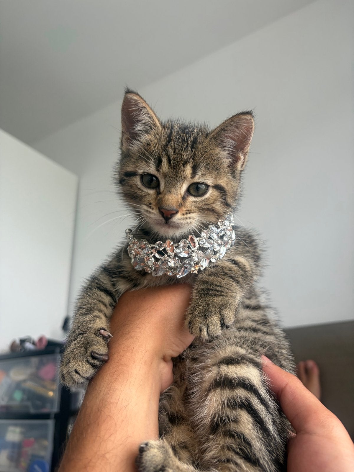 Brits korthaar Simbo, Dieren en Toebehoren, Katten en Kittens | Overige Katten, Kortharig, Kater, 0 tot 2 jaar