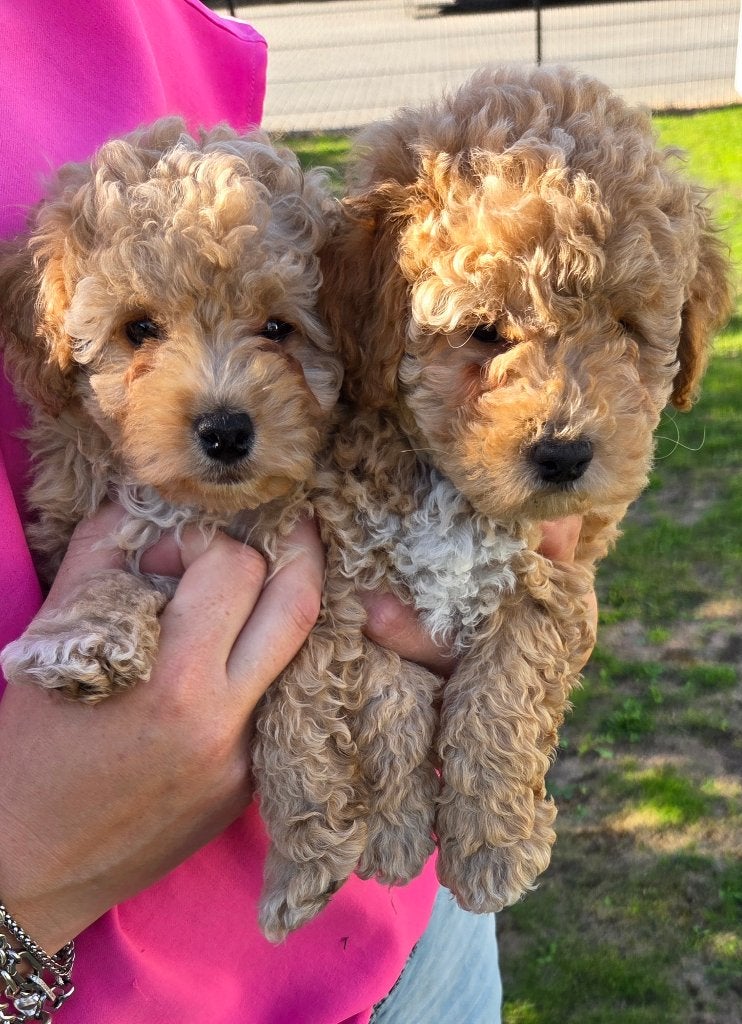 Maltipoo puppy, 8 tot 15 weken, Eén hond, Nederland, Particulier