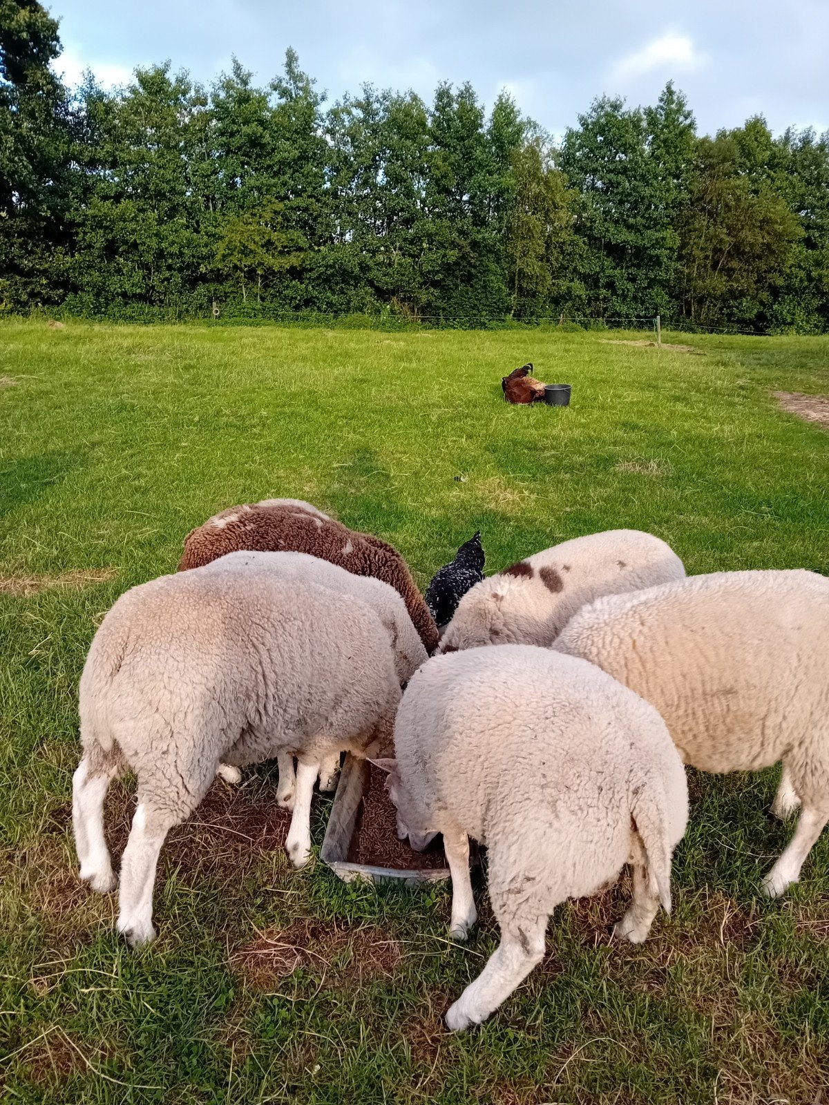 weide/slacht rammen, Mannelijk, Schaap, 0 tot 2 jaar