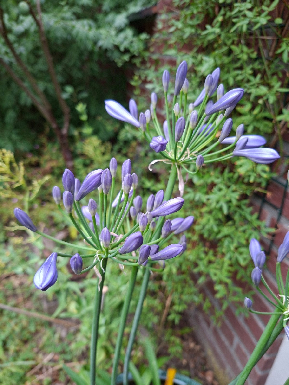Agapanthus,  Afrikaanse lelie, Ophalen of Verzenden, Overige soorten, Volle zon