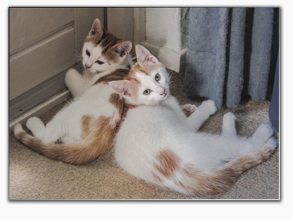 Twee jonge katertjes, Dieren en Toebehoren, Kater, Gechipt, 0 tot 2 jaar