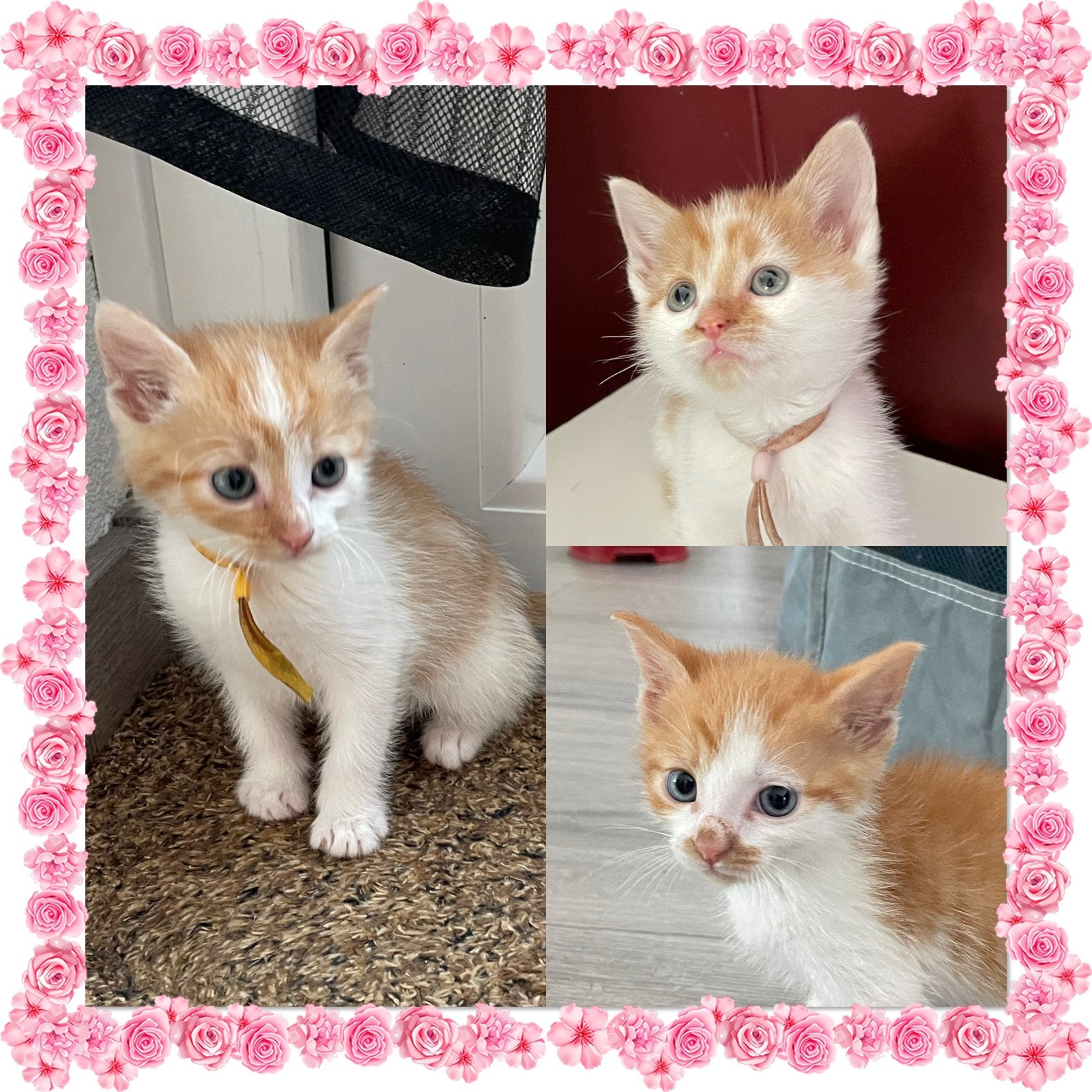 Lieve kleine rood/witte kittens, Dieren en Toebehoren, Katten en Kittens | Overige Katten, Meerdere dieren, Kortharig, 0 tot 2 jaar