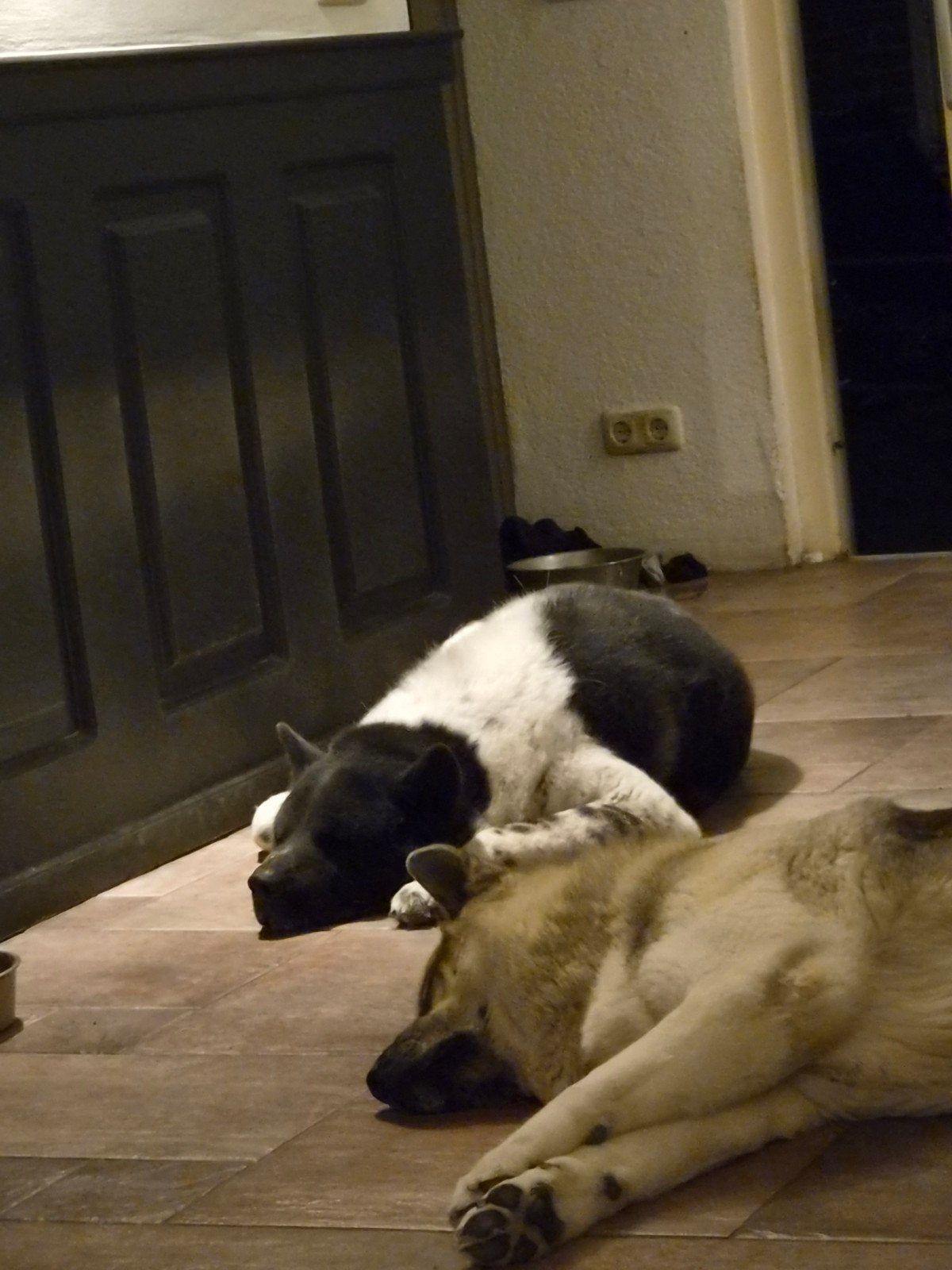 2 lieve akitas, Dieren en Toebehoren, 6 jaar of ouder, Teef, Meerdere, Nederland