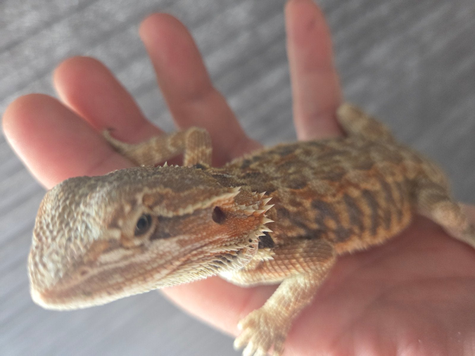 Baardagaam Pogona Vitticeps Red Orange Tiger Bearded Dragon photo 4