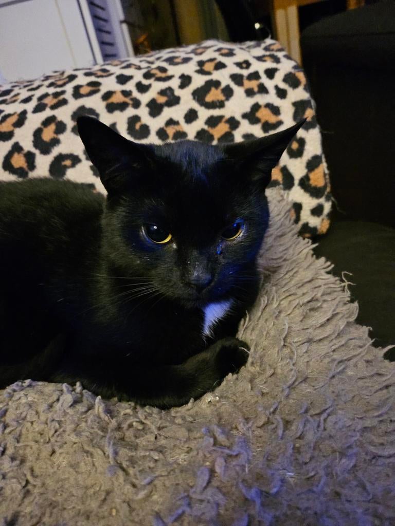 Vermist!!!!.  Onze lieve kleine Kees is vermist !!! Help, Dieren en Toebehoren