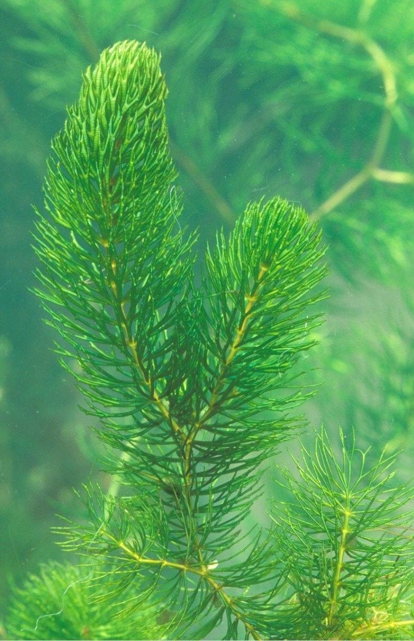 Hoornblad zuurstofplanten, Ophalen of Verzenden, Nieuw, Overige typen
