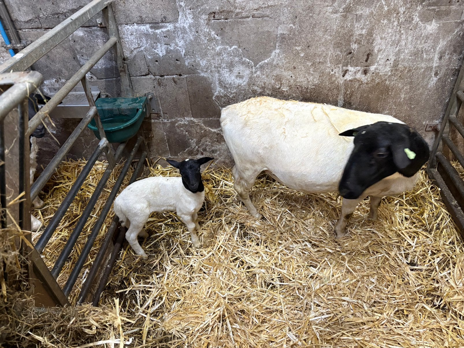 Mooie, Meerdere dieren, Schaap