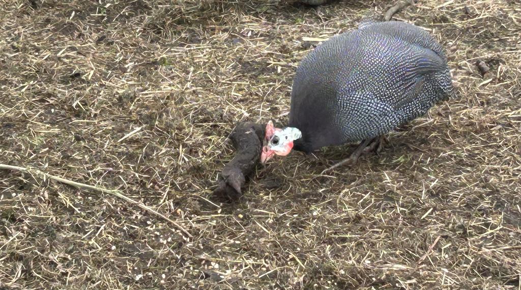 Jonge parelhoender haan, Dieren en Toebehoren, Mannelijk, Kip