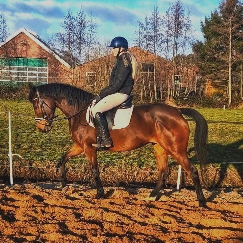 Lieve stoere Merrie zoekt gouden huis️......, B, 7 tot 10 jaar, 160 tot 165 cm, Recreatiepaard