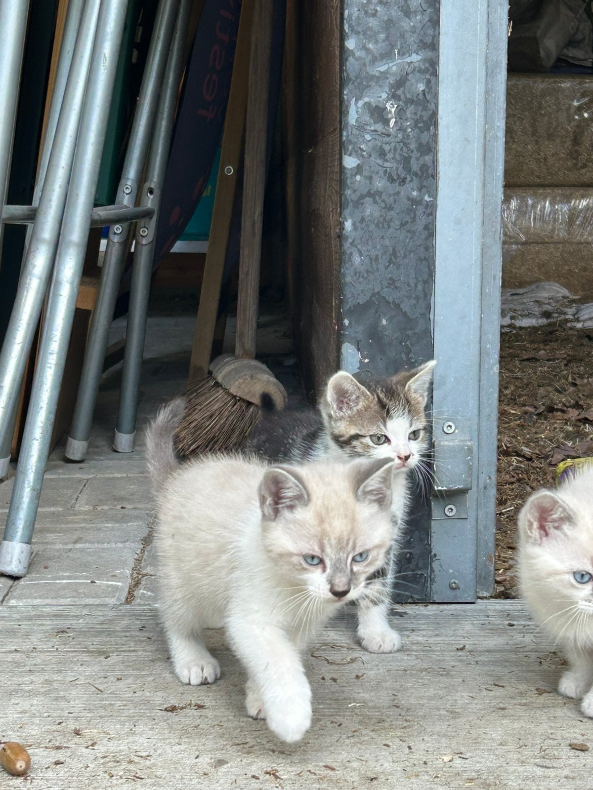 Prachtige, lieve kittens. Poesje en kater. Nu 6 weken oud., Dieren en Toebehoren, Meerdere dieren, Kortharig, 0 tot 2 jaar