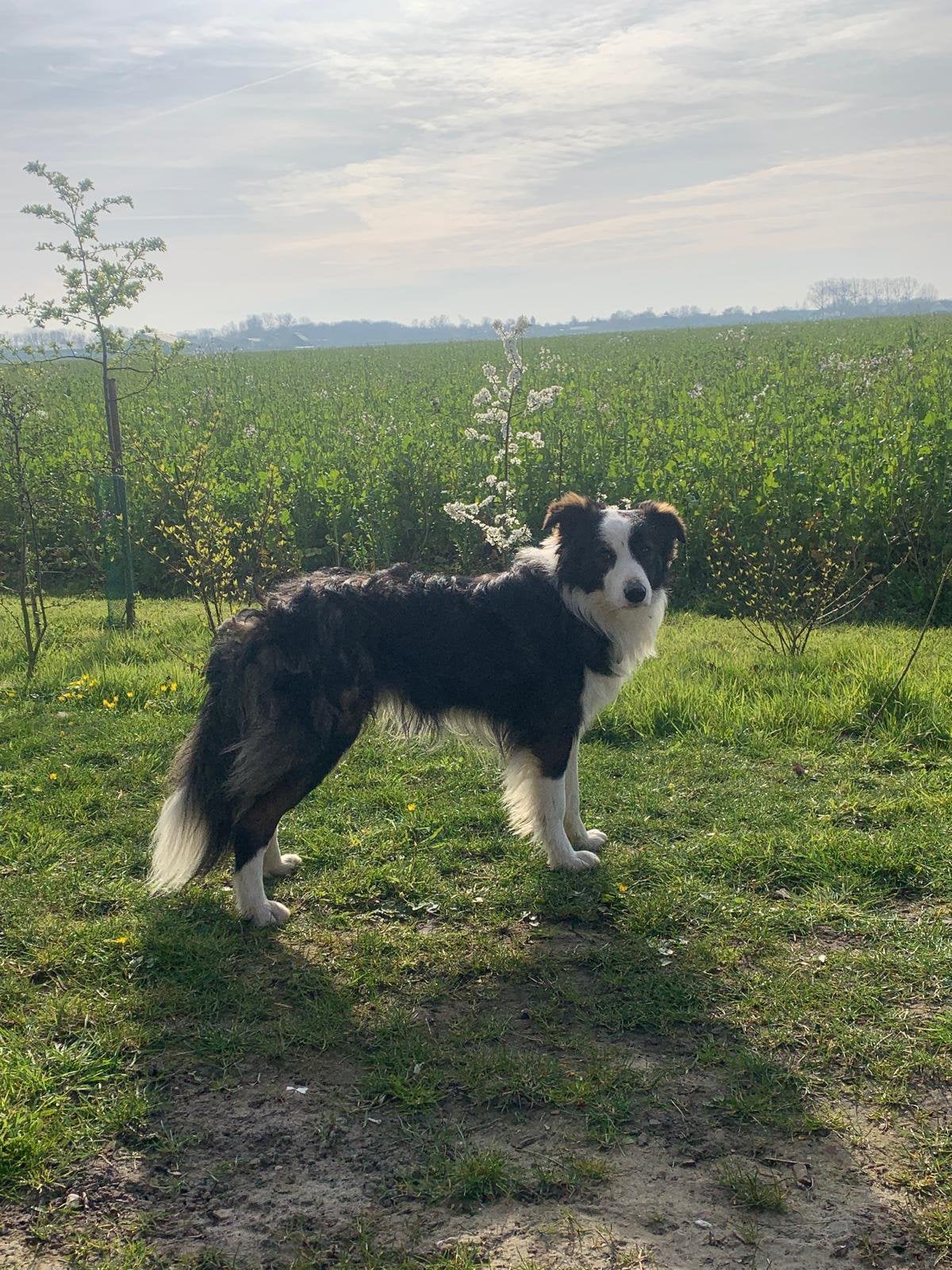 Border Collie Charlie zoekt nieuw baasje, Particulier, Reu, 1 tot 2 jaar, Buitenland