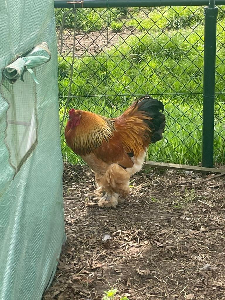 Volwassen brahma haan, Dieren en Toebehoren, Pluimvee, Mannelijk, Kip