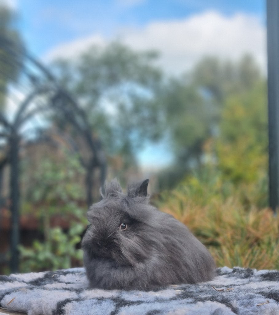 Teddy dwerg babykonijn Pukkie, Dieren en Toebehoren, Mannelijk, Dwerg
