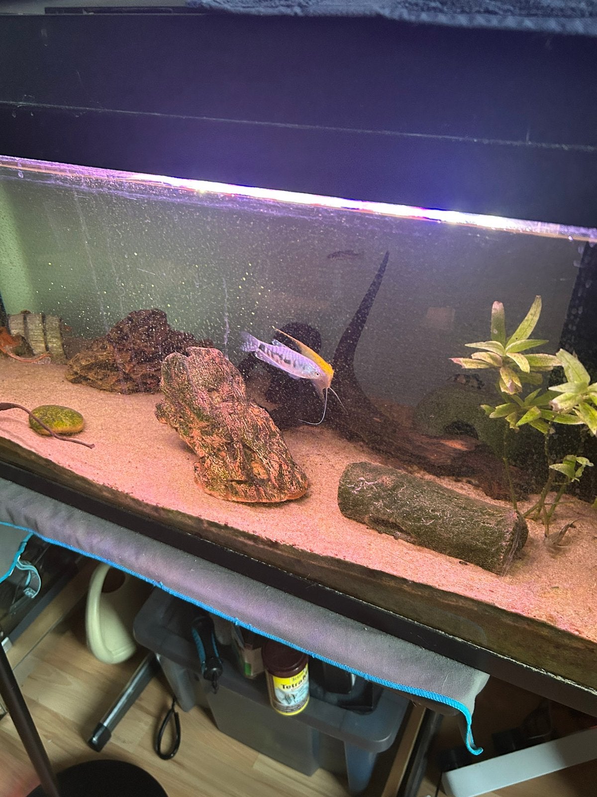 Juwel primo 110. Zsm weg *geen lek of dergelijke*, Dieren en Toebehoren, Vissen | Aquaria en Toebehoren, Ophalen, Gebruikt, Gevuld zoetwateraquarium