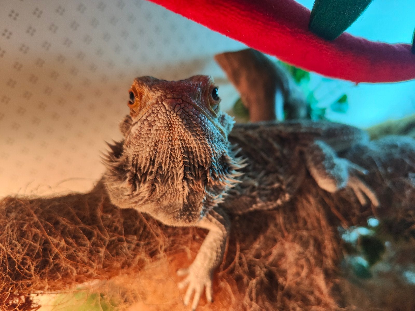 Baardagaam met terrarium Bearded Dragon photo 4