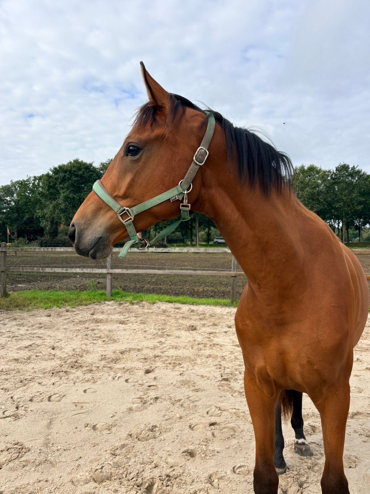 DEZE WEEK HALEN VOOR €2250  2,5 jarige ruin McLarenxJohnson, Dieren en Toebehoren, Met stamboom, Ruin, Dressuurpaard, 3 tot 6 jaar