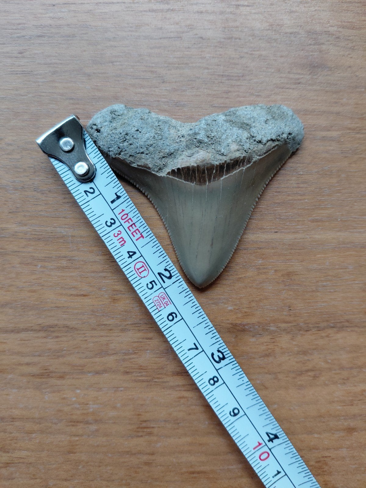 Megalodon tand uit Java - Unieke kans!, Verzamelen, Ophalen of Verzenden, Fossiel
