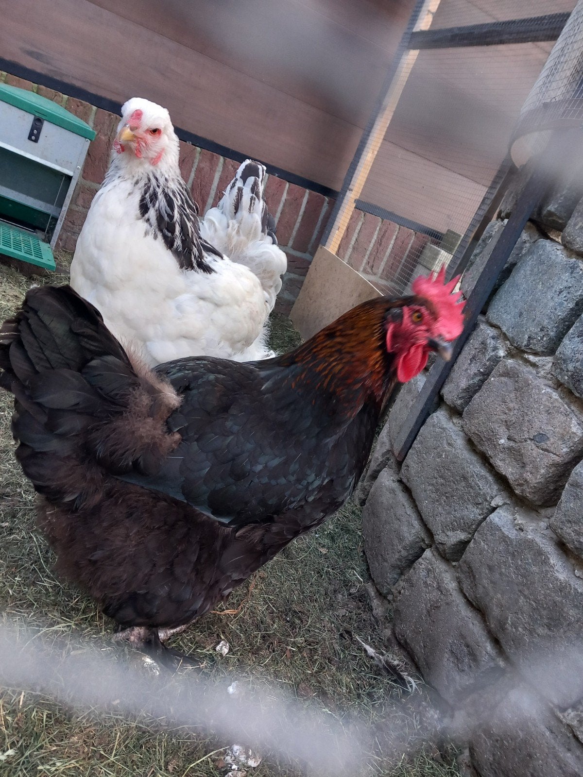 Marans hen te koop, Dieren en Toebehoren, Pluimvee, Vrouwelijk, Kip
