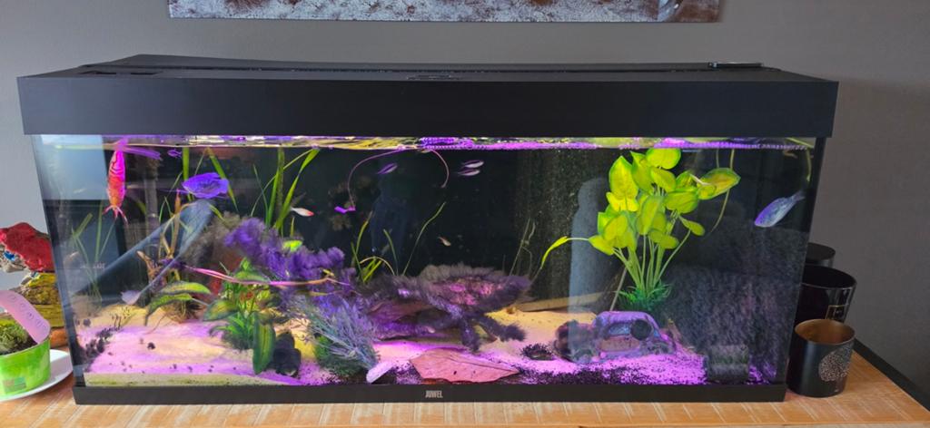 Juwel rio 240 incl jbl e1902 en inhoud, Dieren en Toebehoren, Ophalen, Inclusief vissen, Juwel, Gevuld zoetwateraquarium