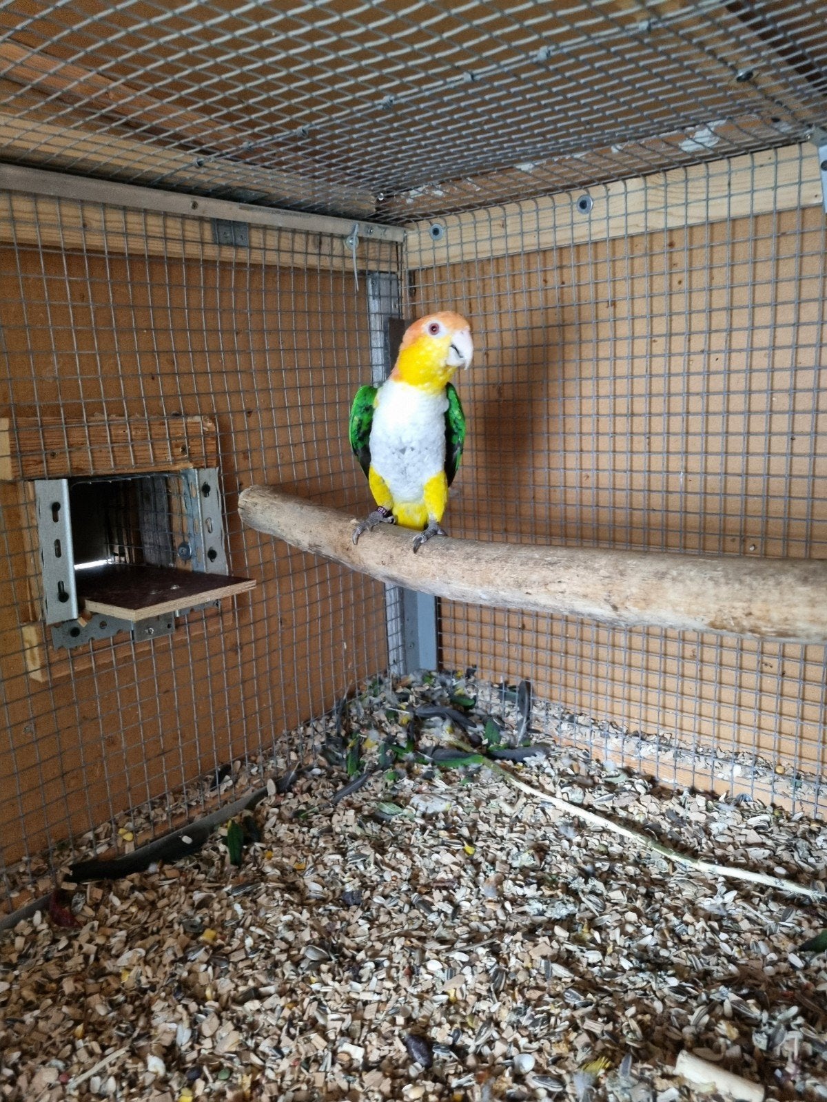 kweekkoppel Roestkop Caiques