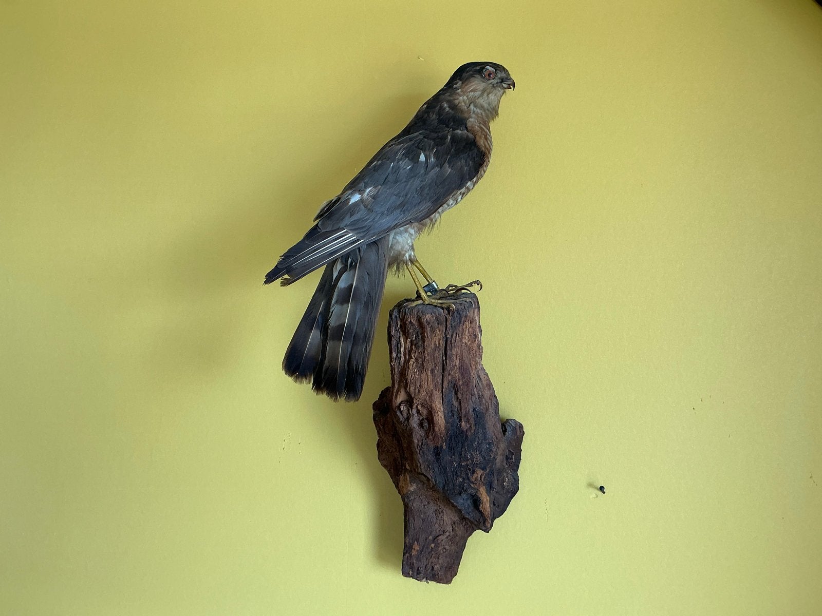 Opgezette Sperwer - Prachtige Roofvogel Taxidermie, Ophalen of Verzenden, Gebruikt, Vogel, Opgezet dier