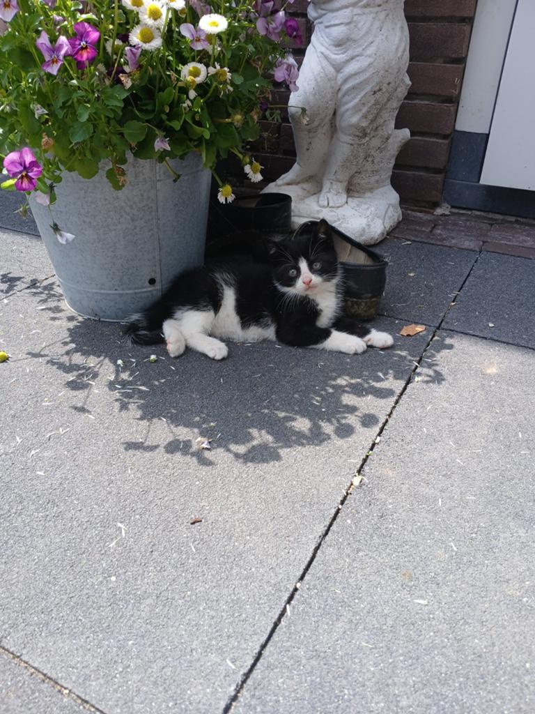 Mak. Zindelijk en ontwormd, Dieren en Toebehoren, Meerdere dieren, Kortharig