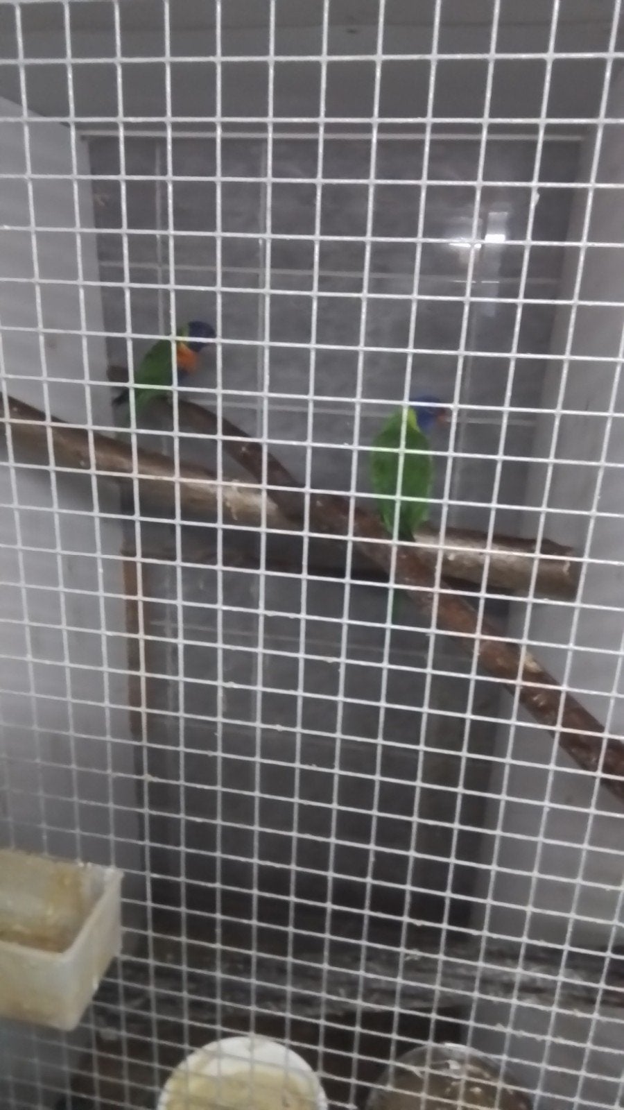 Vogels, Meerdere dieren, Parkiet