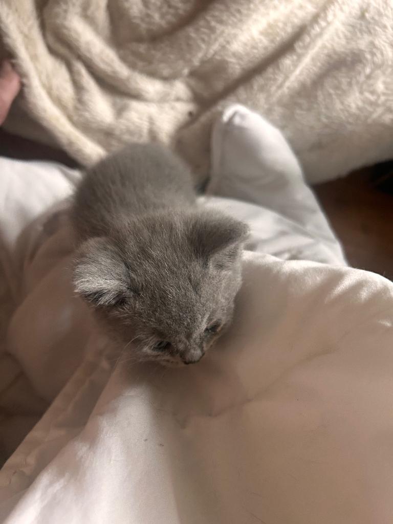 Britse korthaar kittens, Dieren en Toebehoren, Katten en Kittens | Raskatten | Korthaar, Meerdere dieren, Ontwormd