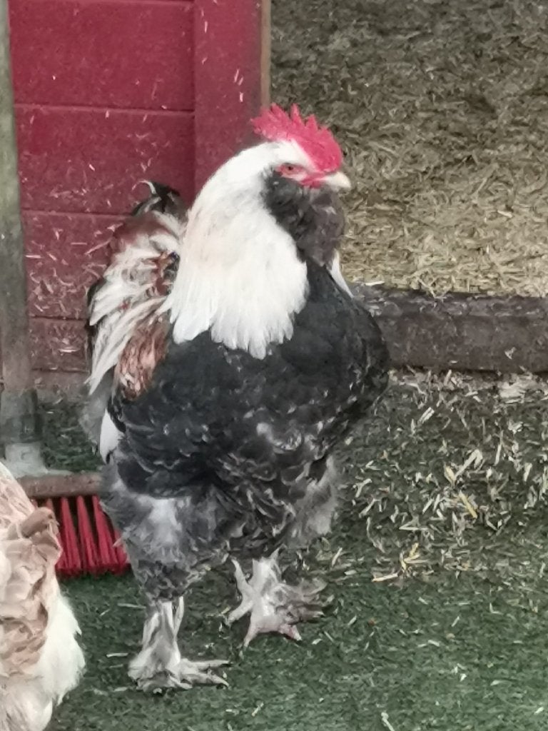 Gratis: 2 mooie Duitse Faverolles hanen!, Dieren en Toebehoren, Mannelijk, Kip