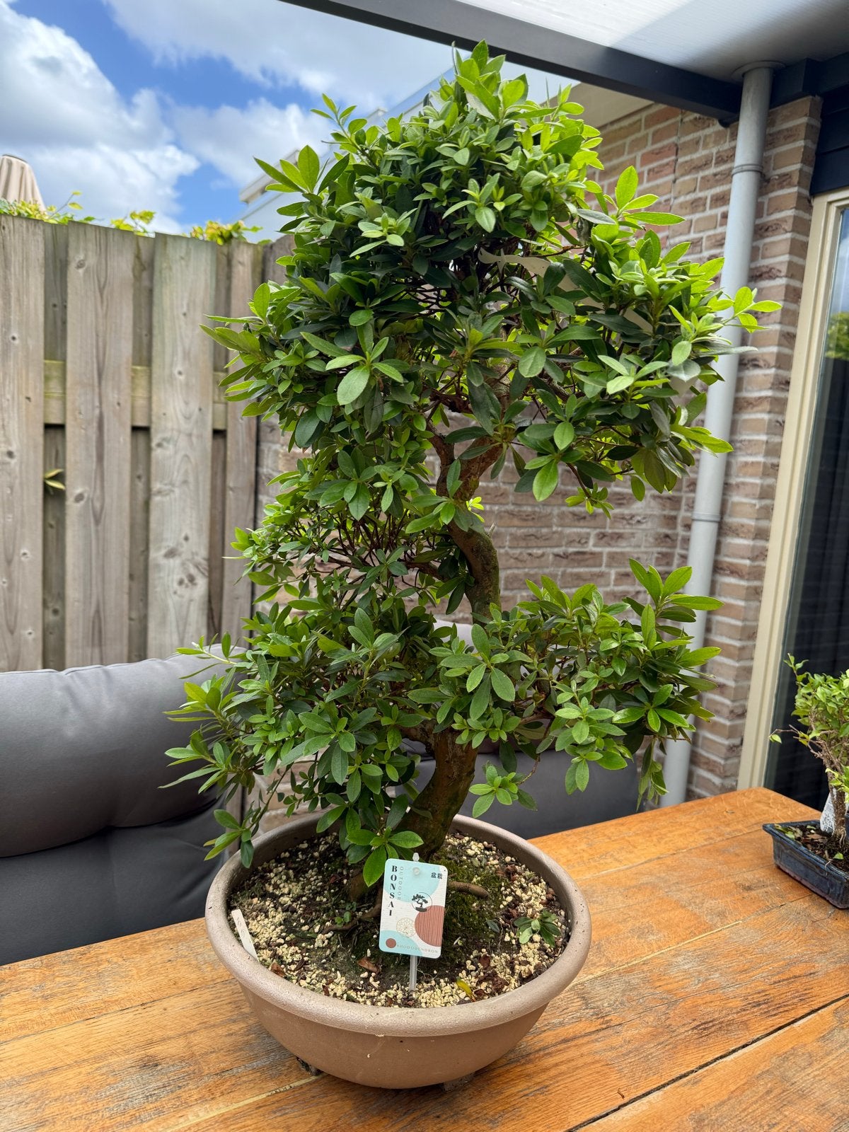 Bonsai boom Satsuki Azalea 80 cm hoog, Ophalen of Verzenden, Vaste plant, Overige soorten