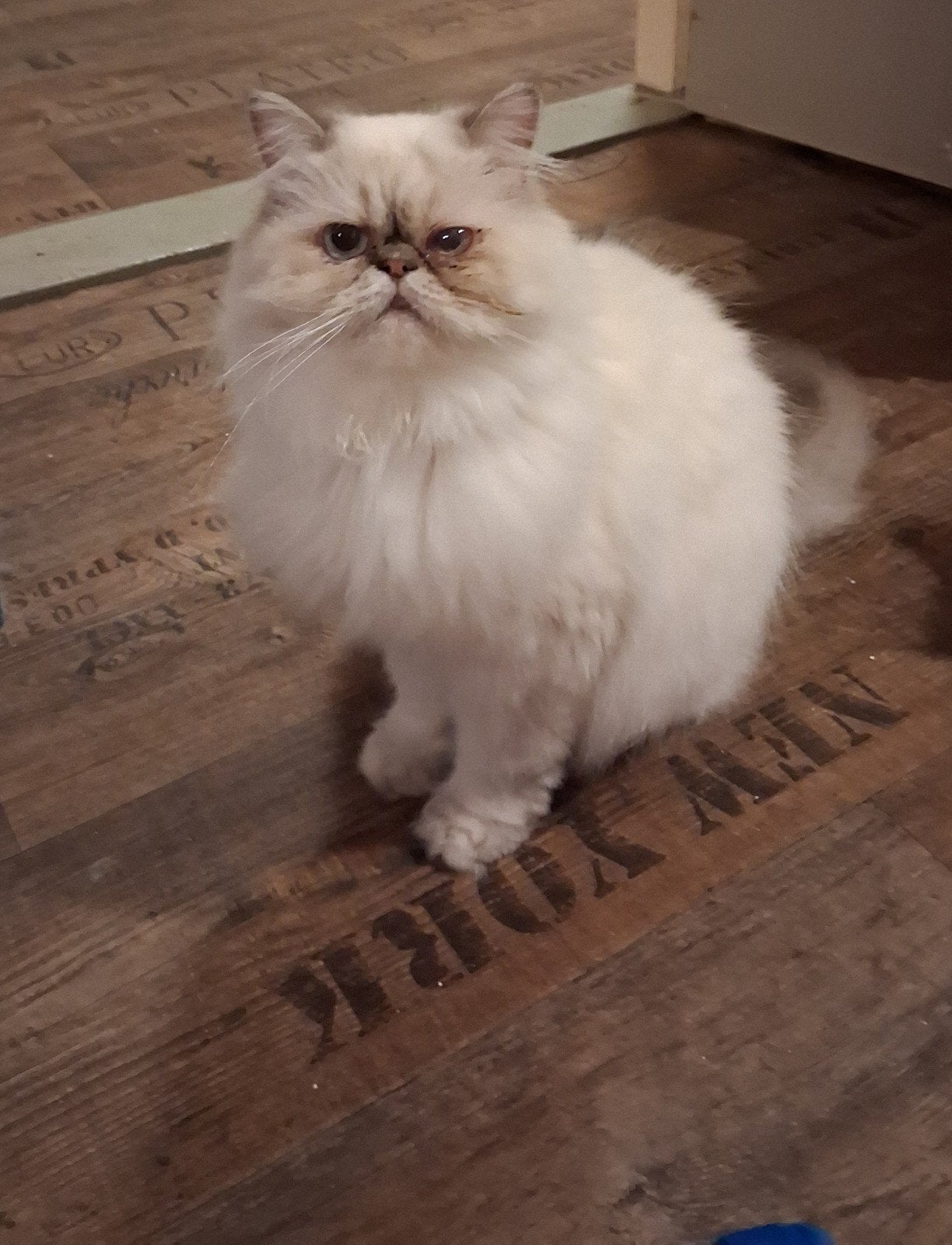 Perzische langhaar zoekt een nieuw huisje, Dieren en Toebehoren, Poes, Gechipt, 0 tot 2 jaar