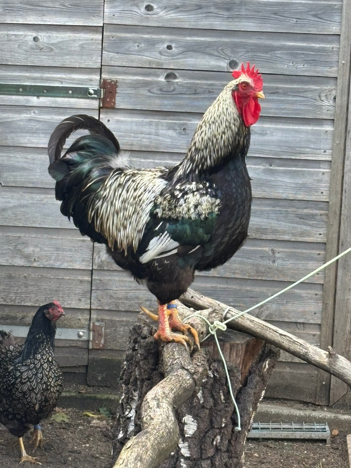 Zilver dubbelgezoomde barnevelder haan, Dieren en Toebehoren, Mannelijk, Kip