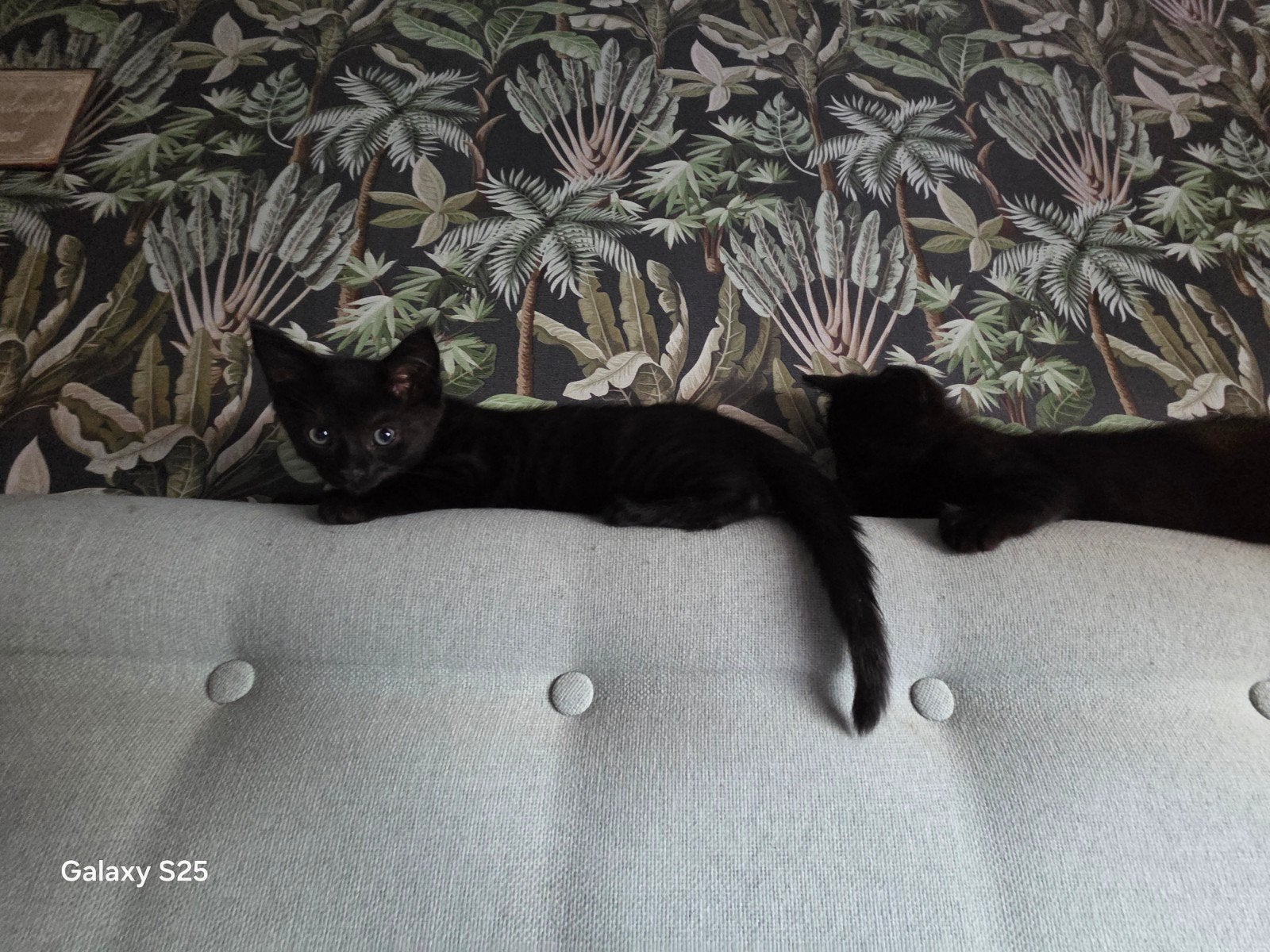 Lieve zwarte kitten(vrouwtje), Poes