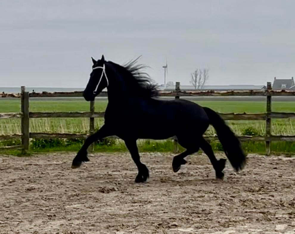 7-jarige friese ruin (Jehannes 484 x Piter 312), Dieren en Toebehoren, Paarden, Met stamboom, Ruin, Dressuurpaard, L