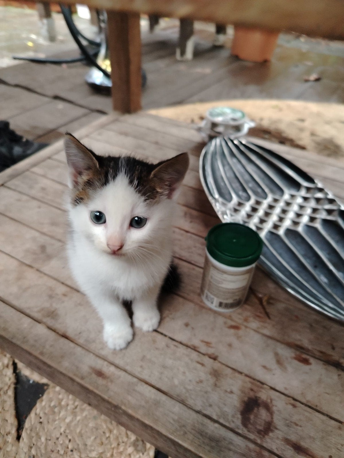 kittens, Ophalen of Verzenden