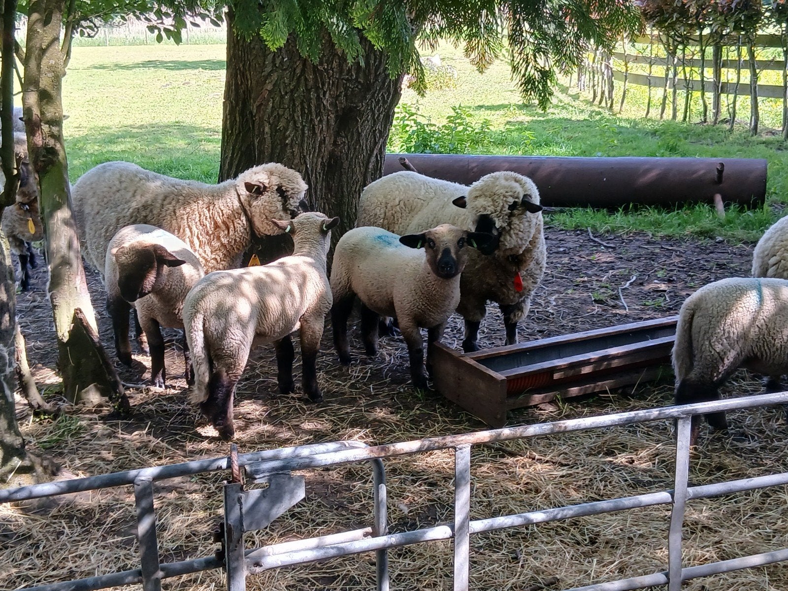 Stamboek hampshire down rammen en ooien, Meerdere dieren, Schaap