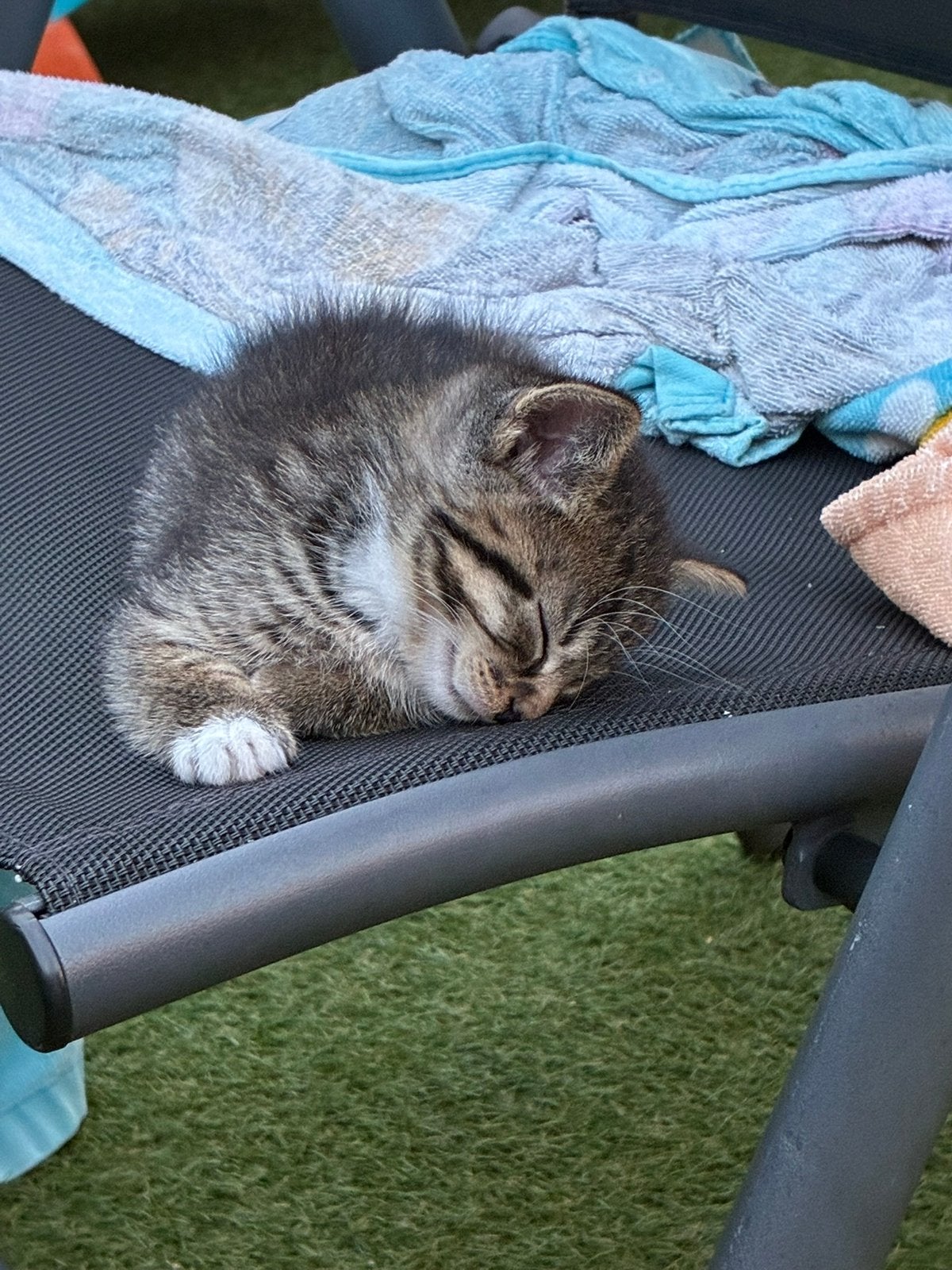 Kittens, Dieren en Toebehoren, Katten en Kittens | Overige Katten, Poes