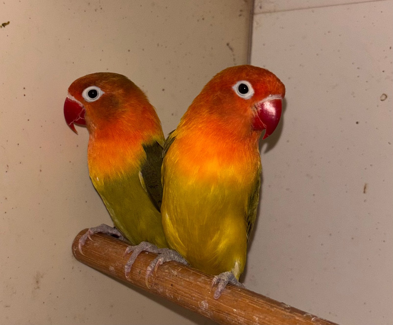 Koppel agapornis Fischerie, Dieren en Toebehoren, Meerdere dieren, Dwergpapegaai of Agapornis
