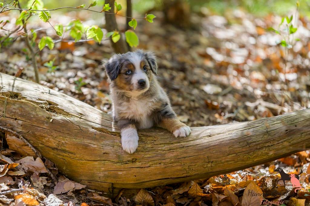 Mini Australian Shepherd pups, Parvo, Reu, 8 tot 15 weken, Meerdere