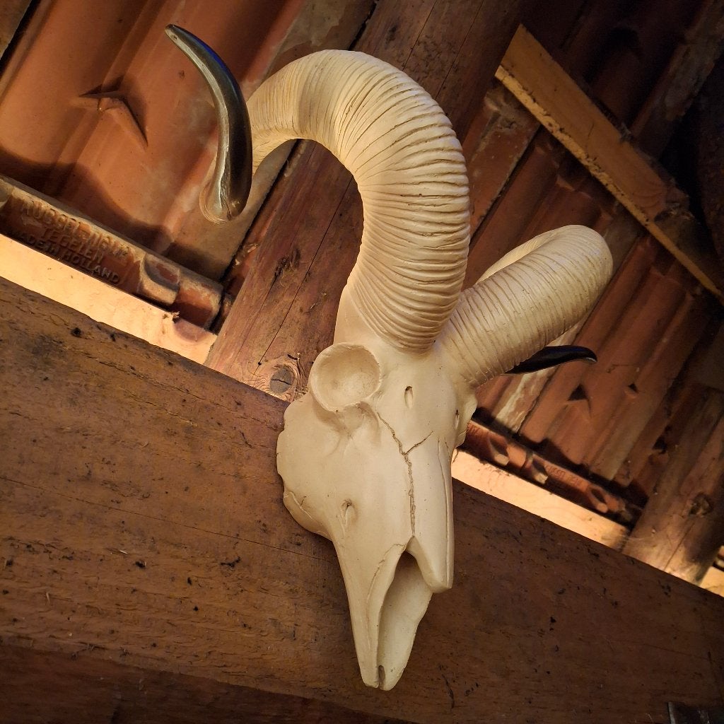 Ram / Moeflon schedel - Imitatie schedels, Verzamelen, Ophalen of Verzenden, Nieuw, Wild dier, Schedel