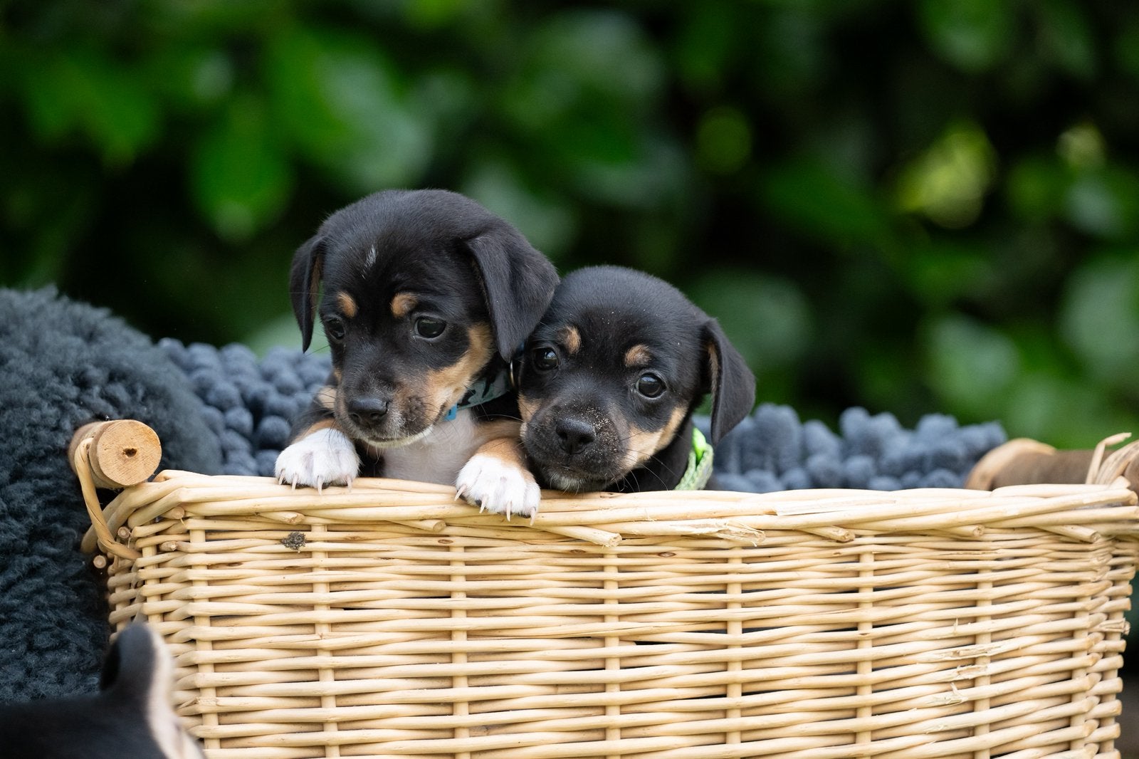 Huiskamernestje Jack Russell pups, Dieren en Toebehoren, Honden | Jack Russells en Terriërs, Parvo, Jack Russell Terriër, 8 tot 15 weken