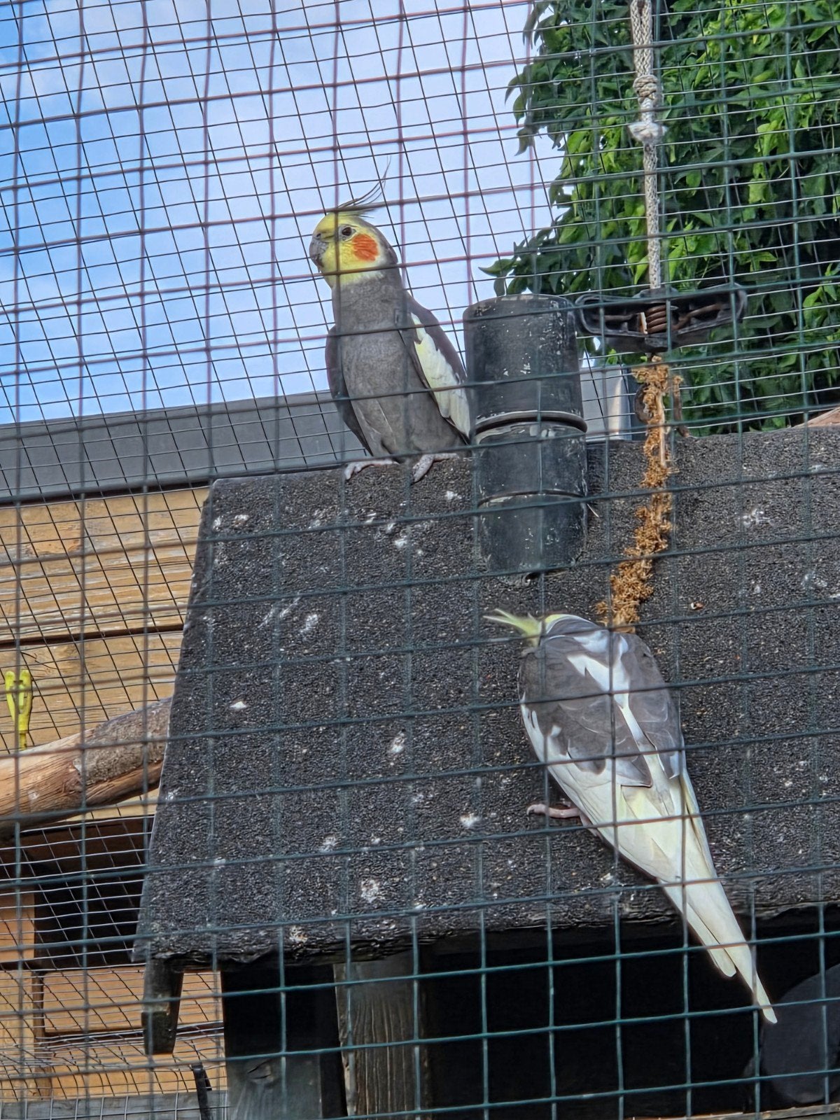 te koop verschillende wildkleur valkparkieten mannen, Dieren en Toebehoren, Vogels | Overige Vogels