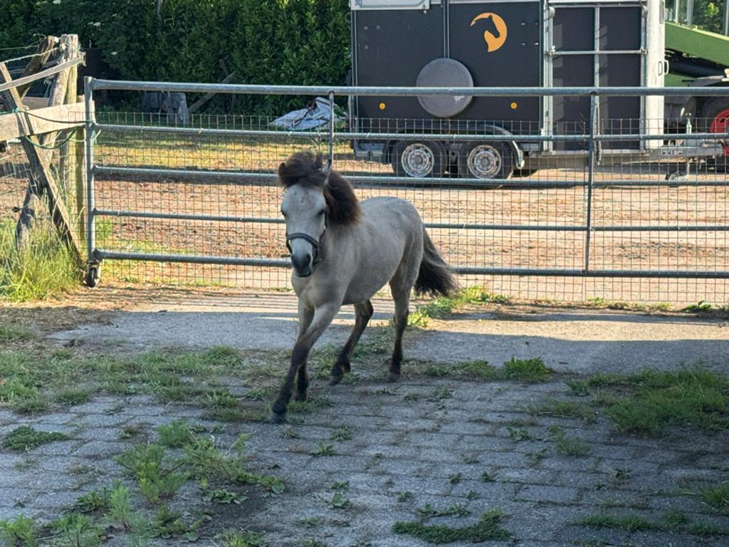 Heel makke falabella hengst, Ruin, A pony (tot 1.17m), 0 tot 2 jaar