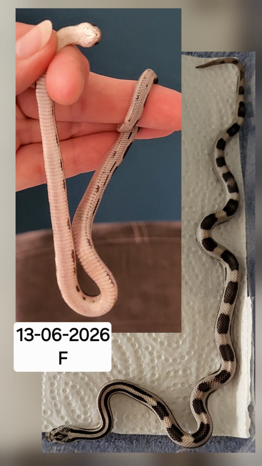 Jonge rattenslangen/korenslangen Corn Snake photo 4