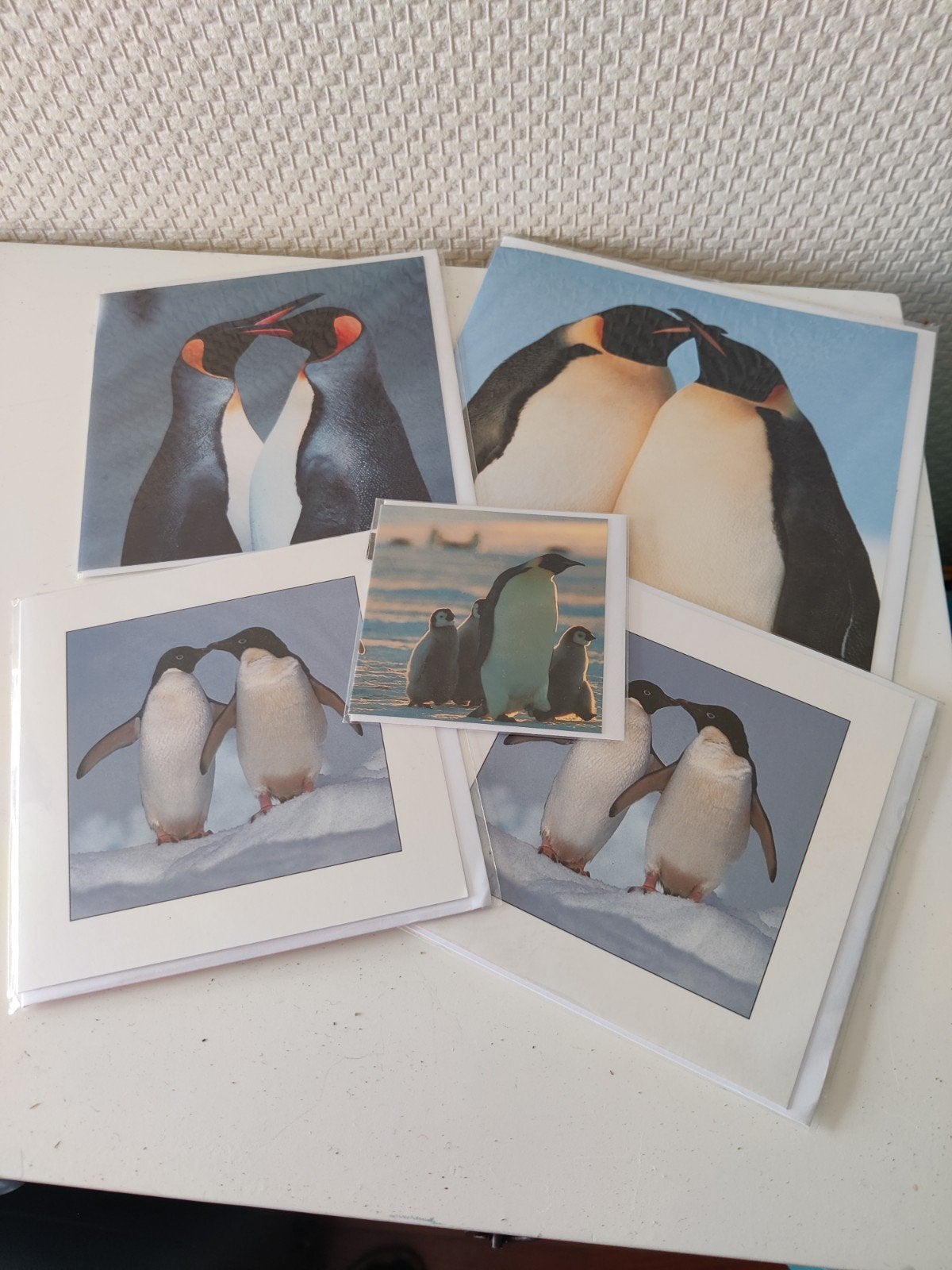 ansichtkaarten pinguin, Ophalen