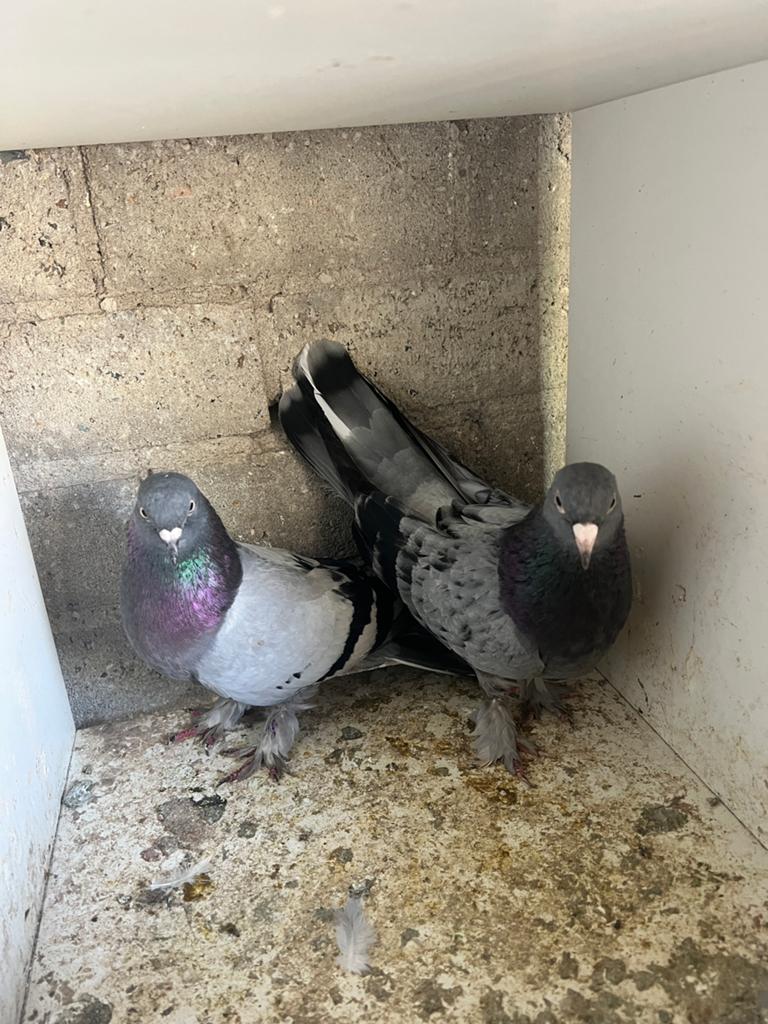Takla duiven, Dieren en Toebehoren, Meerdere dieren