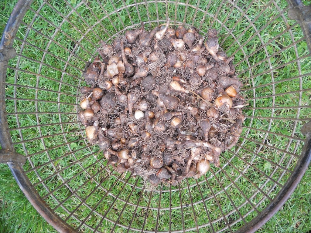 500 narcisbollen, Ophalen of Verzenden, Najaar, Halfschaduw, Knol