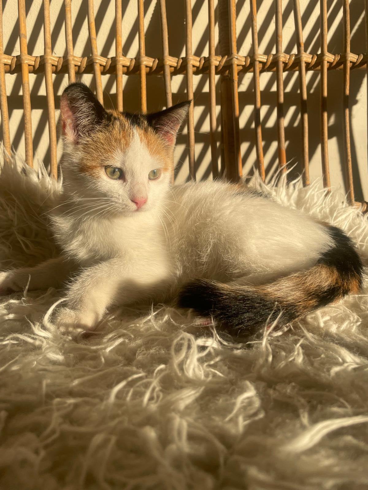 Lieve lapjes kitten, Dieren en Toebehoren, Poes, Ontwormd, 0 tot 2 jaar